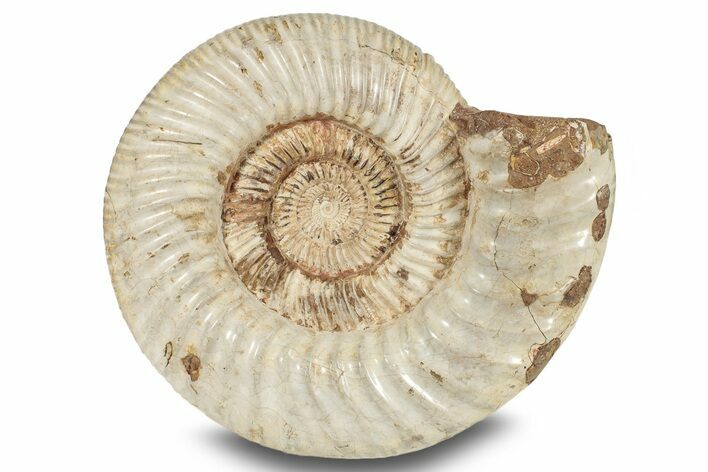 Jurassic Ammonite (Kranosphinctes?) Fossil - Madagascar #253208